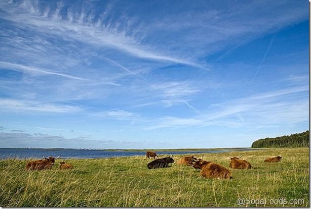 Highland cattle resting by the sea with a beautiful blue sky